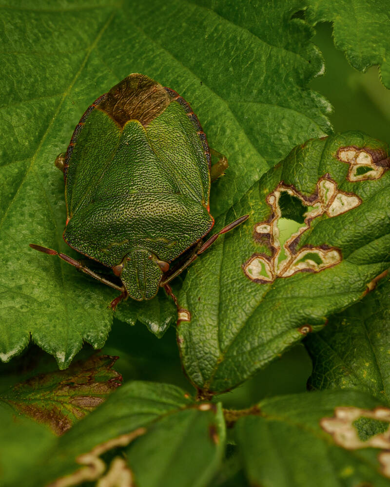 Green Shield Bug - Chris Edgecombe 