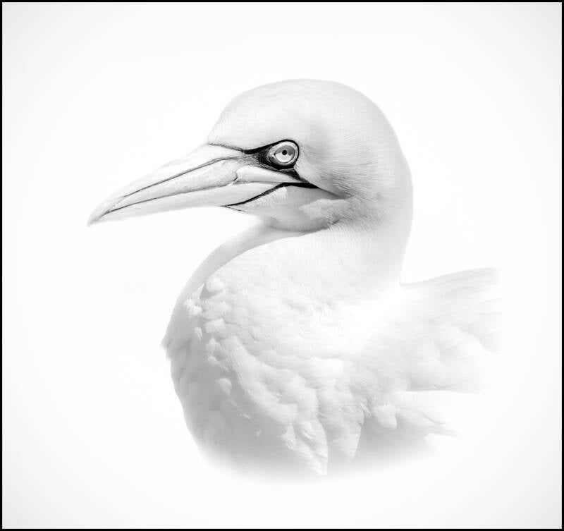 Northern Gannet - Steve Davenport 