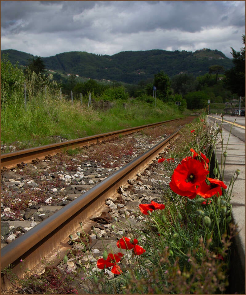 Poppies in France