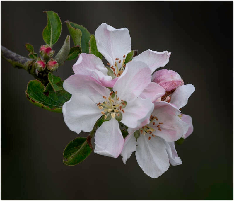 apple-blossom-by-stephen-davenport-standard-frj1mr.jpg