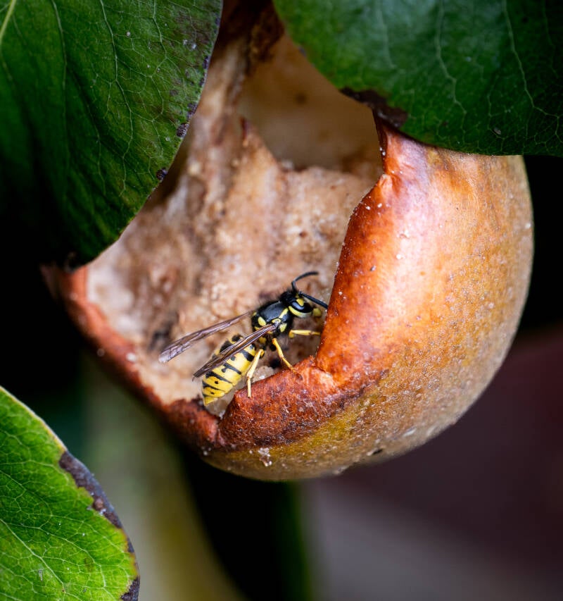 apple-with-no-crumble-peter-pan-standard.jpg