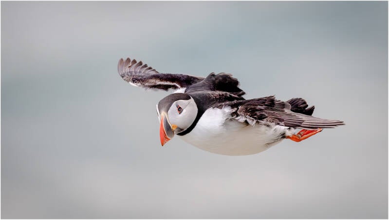 atlantic-puffin-in-coming-standard.jpg