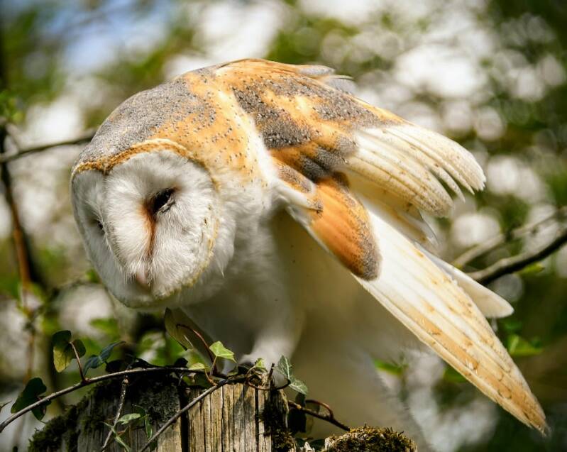 Sarah Walker