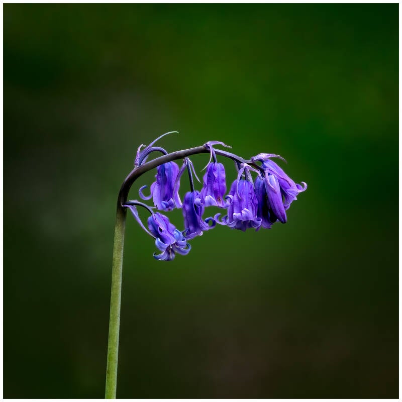 blubells-by-malcolm-balmer-standard-ai5d5g.jpg
