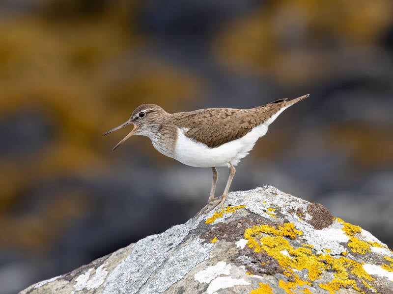 Common Sandpiper - Annette Beardsley 