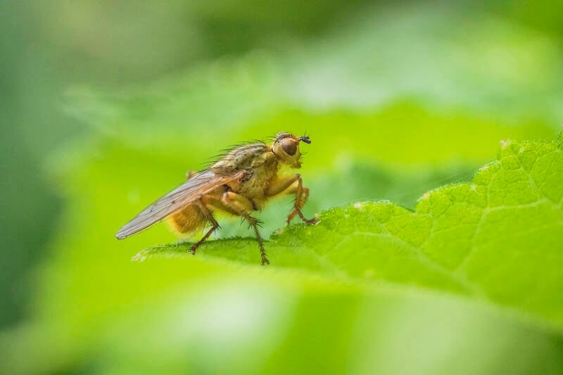 dung-fly-by-stephen-davenport-standard.jpg