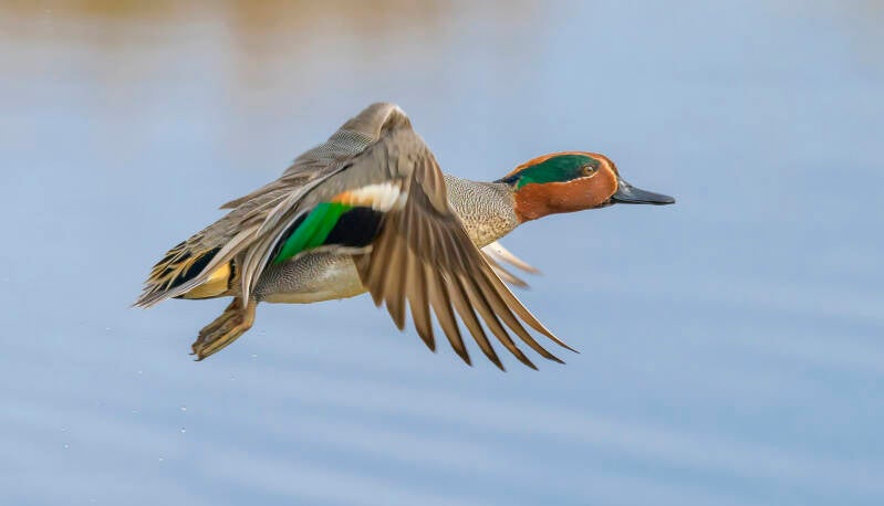eurasian-teal-in-flight-by-stephen-davenport-standard.jpg