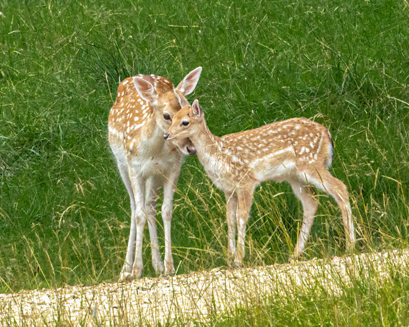 fallow-deer-fawn-2-standard.jpg