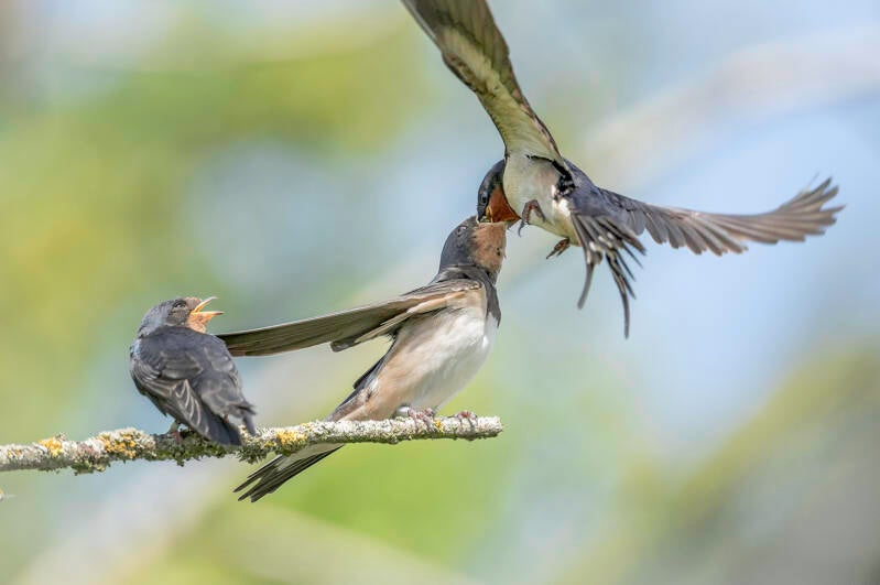 feeding-time-by-stephen-davenport-standard.jpg