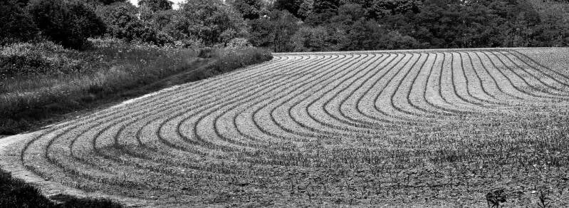 freshly-planted-by-mark-taylor-standard-mllsby.jpg
