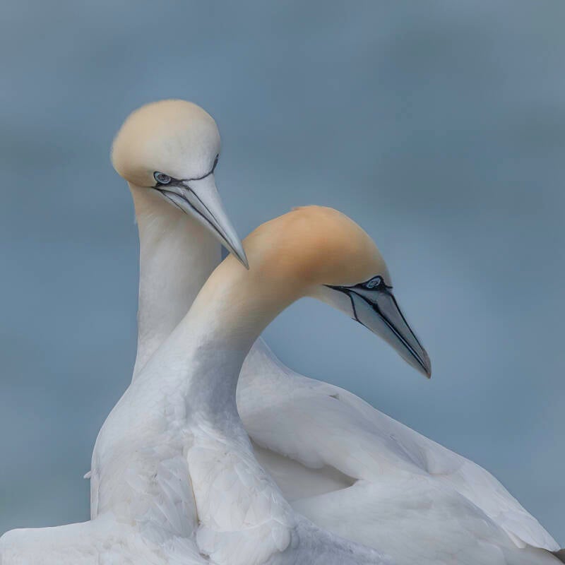 gannets-at-bempton-cliffs-standard.jpg