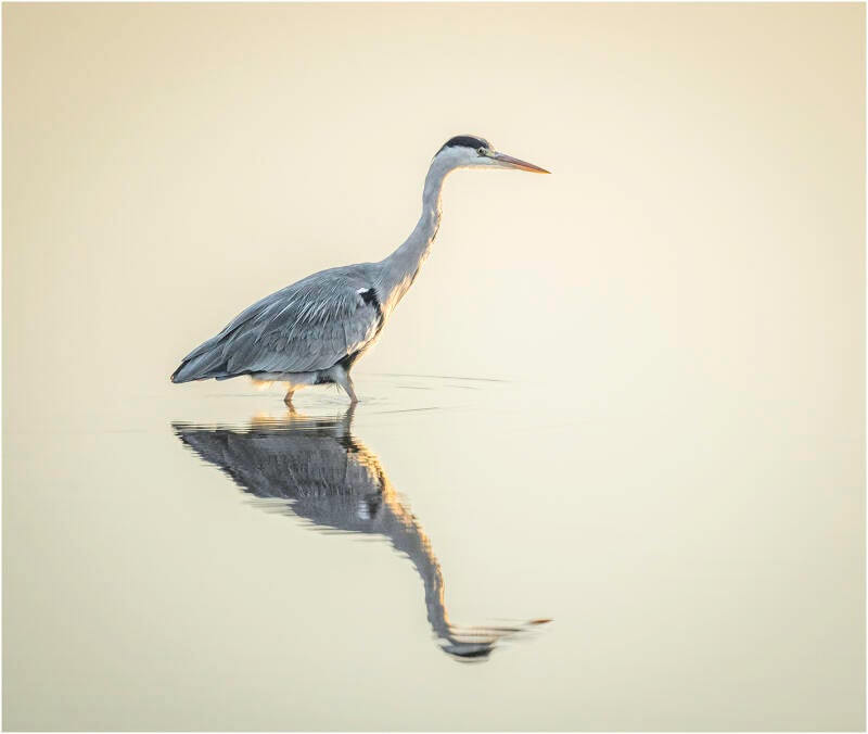 grey-heron-by-stephen-davenport-standard.jpg