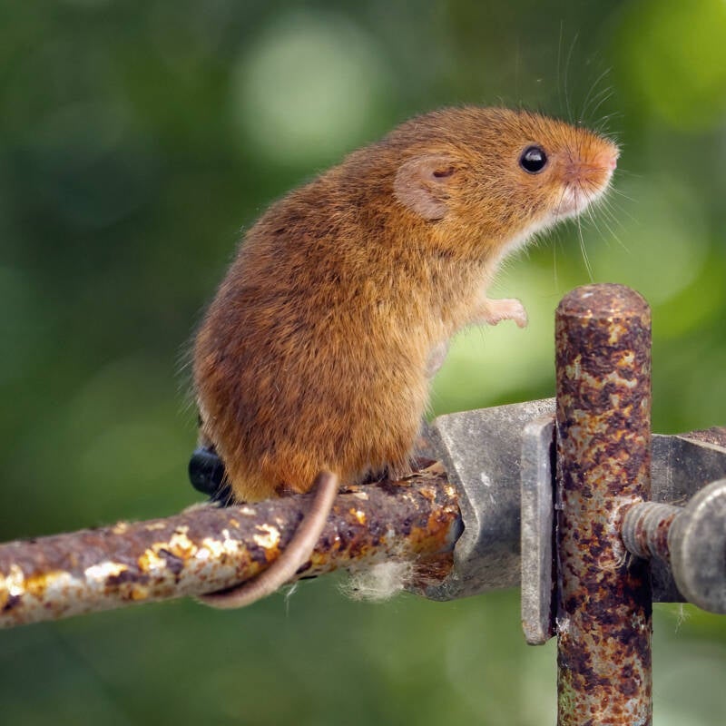 harvest-mouse-4-standard.jpg