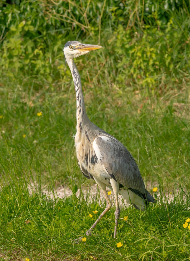 Heron - Mark Taylor