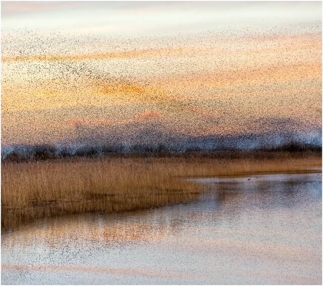 Murmuration - Malcolm