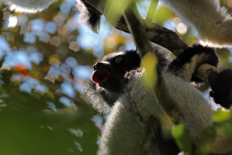 indri-lemur-madagascar-standard.jpg