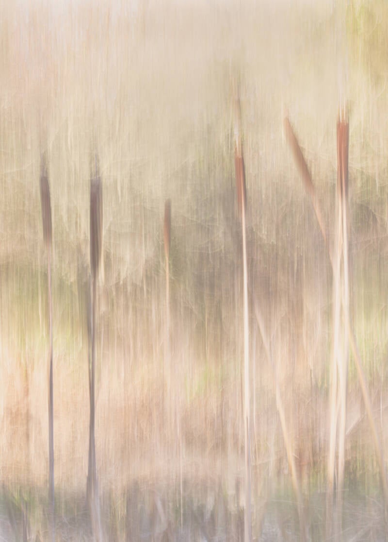 Bulrushes - Sarah Simpson 