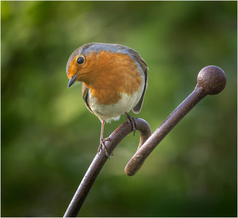 Mealworms Please - Pam Watts