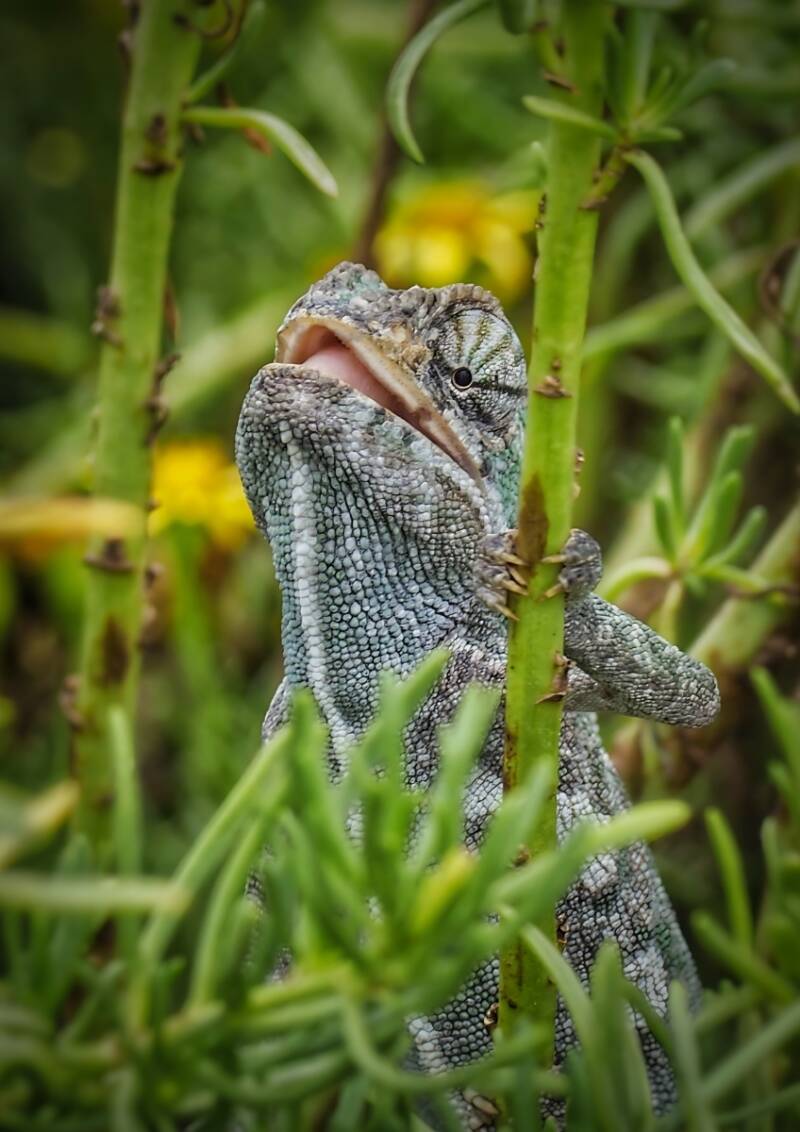 Mediterranean Chameleon - David Brine