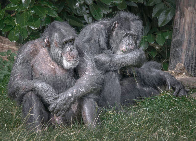 meeting-of-the-elders-by-stephen-davenport-standard.jpg