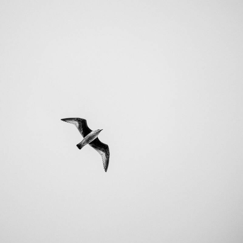 mono-bird-chris-edgecombe-standard.jpg