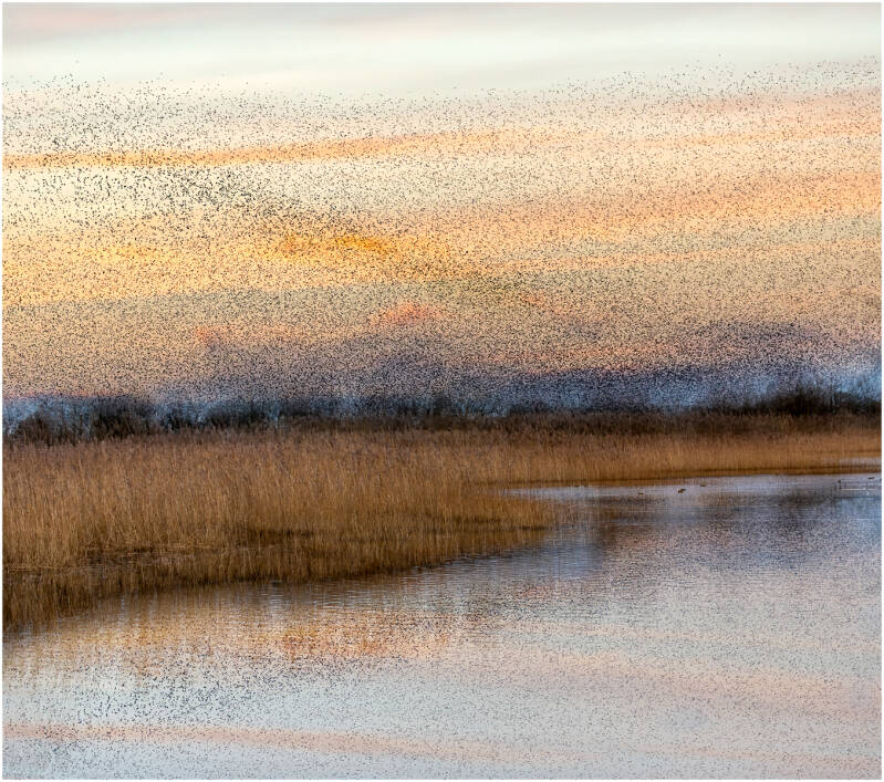 Malcom Balmer - Mumuration