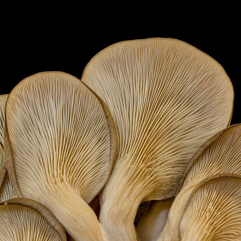 Oyster Mushrooms