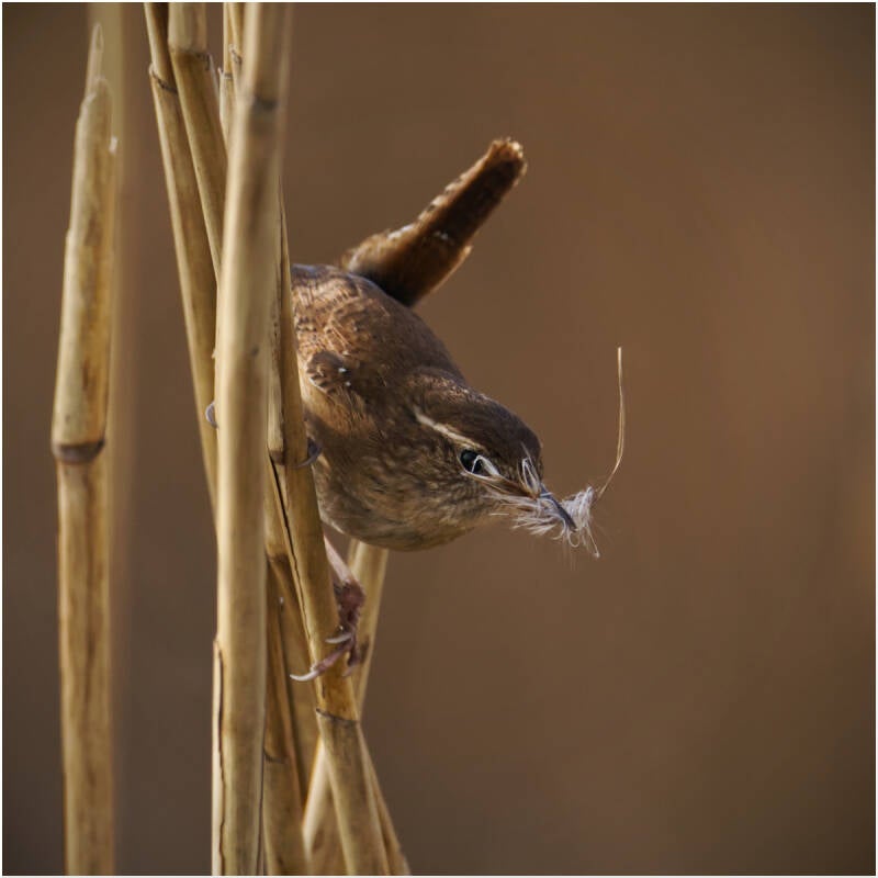 Nest Lining - Paul Norman