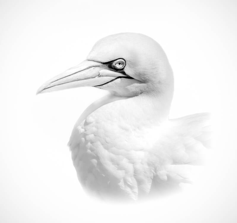 northern-gannet-standard.jpg