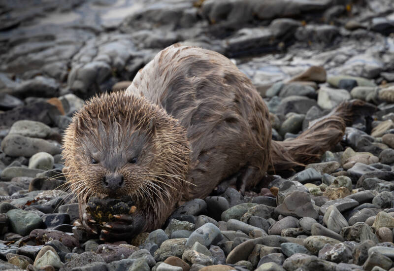 Otter Enjoying a Crab Dinner - Annette Beardsley 