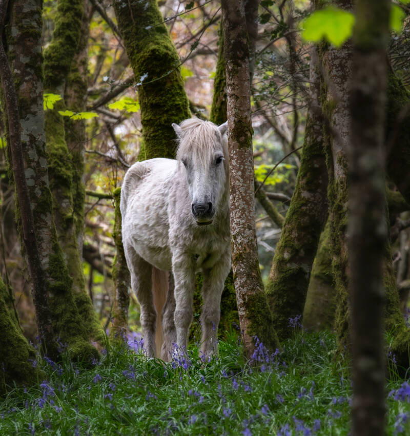 pony-by-malcolm-balmer-standard-4vbbe1.jpg
