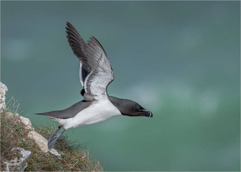 Razorbill - Steve Davenport