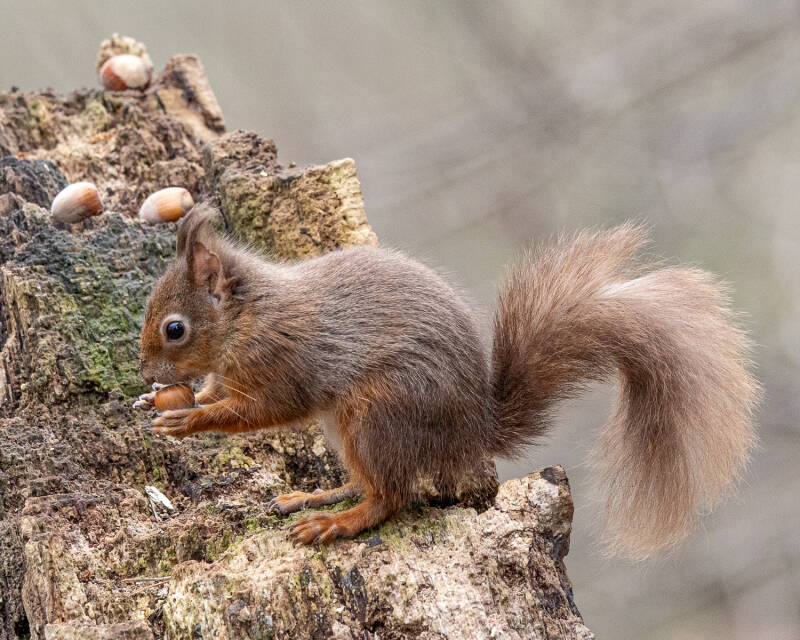 red-squirrel-on-brownsea-island-standard.jpg