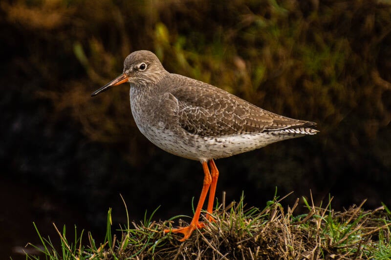 redshank-by-mark-taylor-standard.jpg