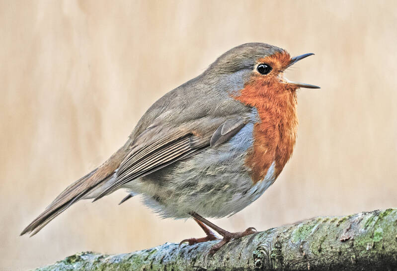 Singing for My Supper - Elizabeth Jubb