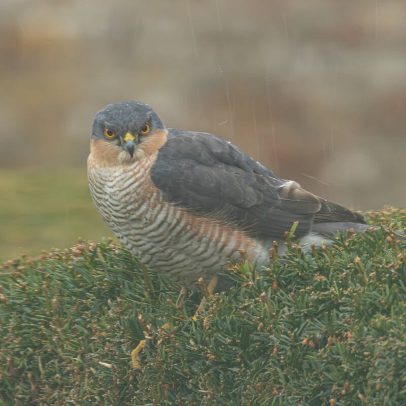 sparrowhawk-in-the-rain-standard.jpg