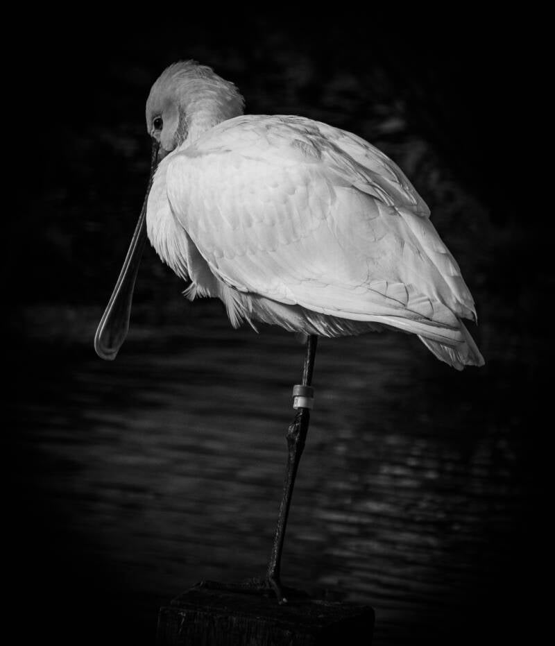 Spoonbill - Mat Philips