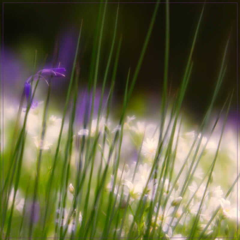 spring-by-sarah-simpson-standard.jpg