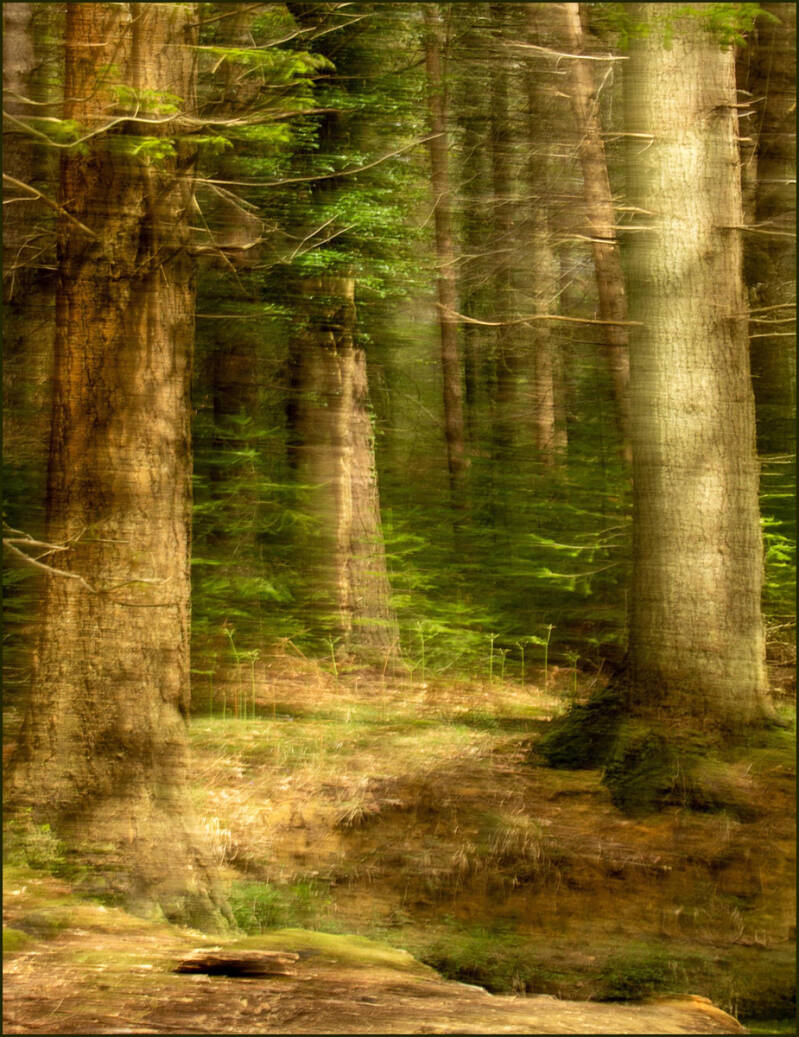 Sarah S - Tree Impressions