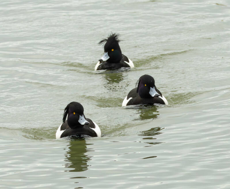 tufted-ducks-annette-beardsley-standard-oq27at.jpg