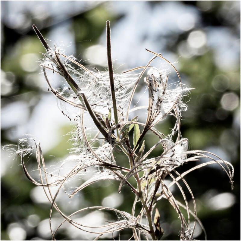 web-of-seeds-pam-standard-qb90nt.jpg