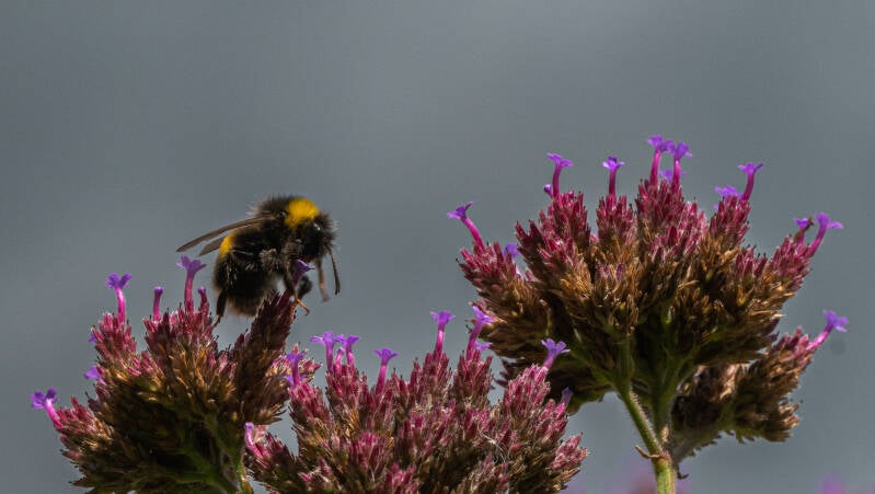 working-bee-peter-pan-standard.jpg