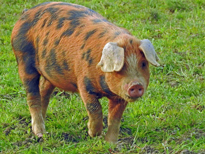 young-pig-by-colin-west-standard.jpg