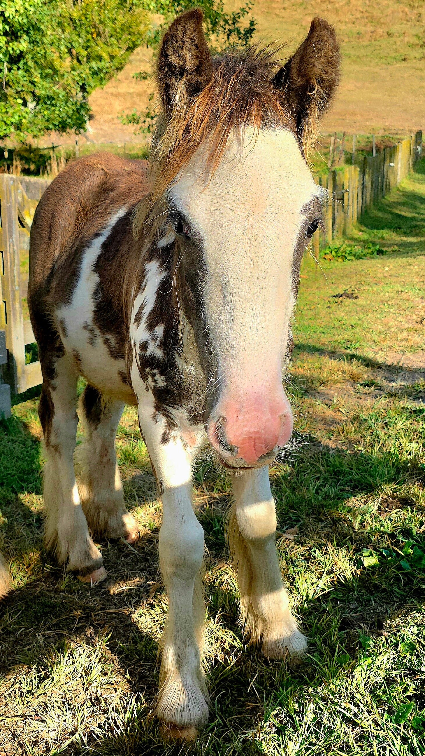 Windsong Mocha Latte