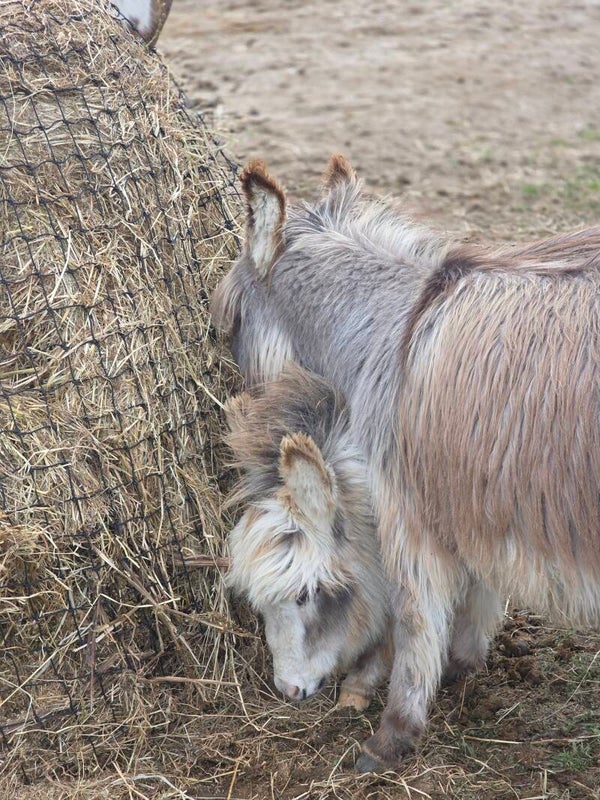 Knotless Hay Nets -  6x4 RoundBale - GutzBusta slow feed hay nets
