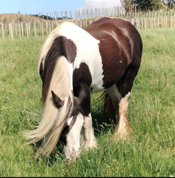 Windsong Hallenia
