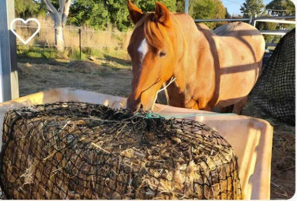 Knotted Hay Nets - EXTRA LARGE- GutzBusta slow feed hay nets