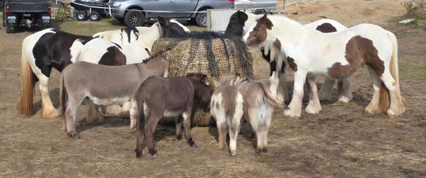 Knotted hay nets - 5' x 4' Round Bale Gutzbusta Slow Feed Hay Nets
