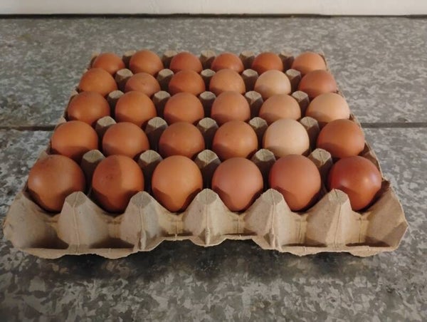 30 stk. brune SMALL/PETIT æg
