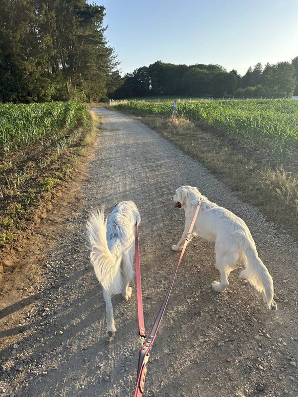 Multifunctionele lijn met koppelstuk (voor twee honden)